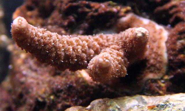 Millepora.JPG
