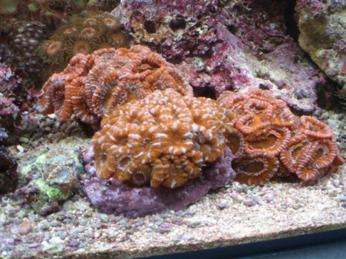 Billede 004 (Small).jpg