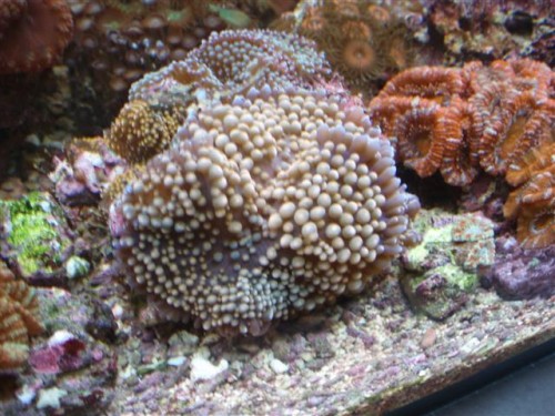 Billede 008 (Small).jpg