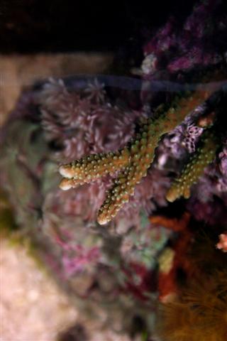 Grøn acropora oppe fra.JPG