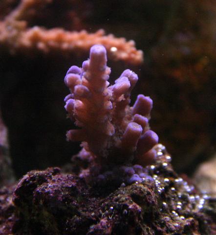 Blå acropora.JPG