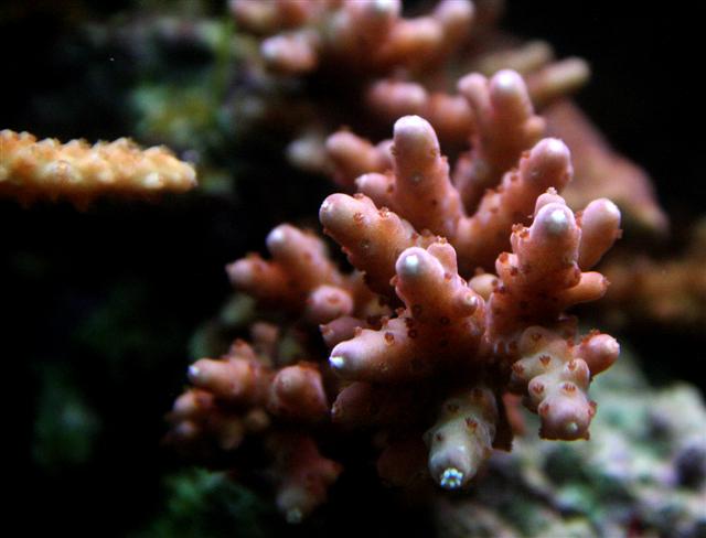 Acropora.JPG