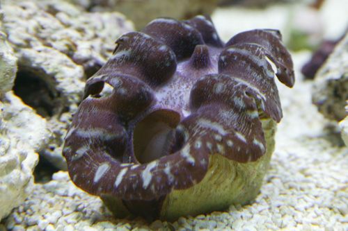 Tridacna.jpg