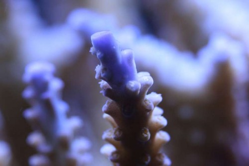 Blå tippet Acropora