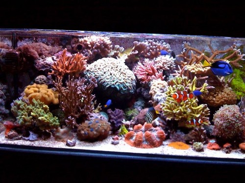 akvarie 2.jpg