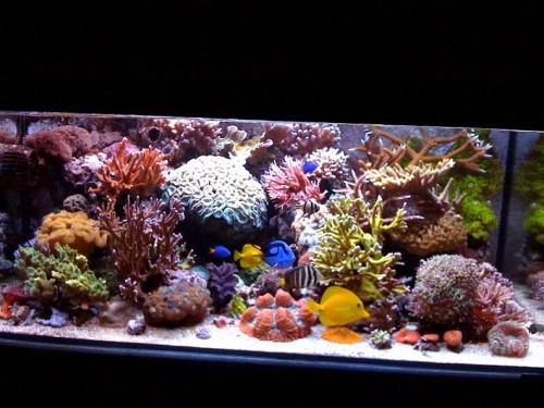 akvarie 4.jpg