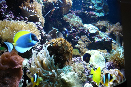 Tak til Sir delta for de 2 flotte anemoner, den lille klovn er flyttet ind.