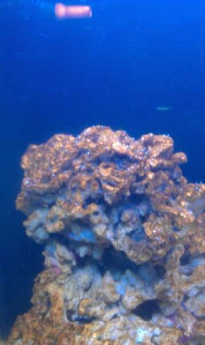 IMAG0115.jpg