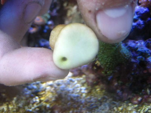 IMG_2396.JPG (34.33 KiB) Vist 1984 gange Ormehul :-)