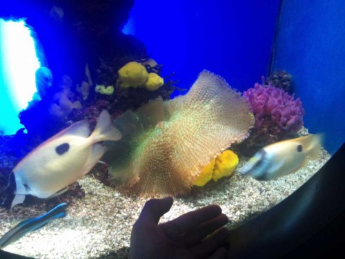 Læg mærke til størrelsen på denne skiveanemone. Den kan cirka dække 4 gange min hånd!