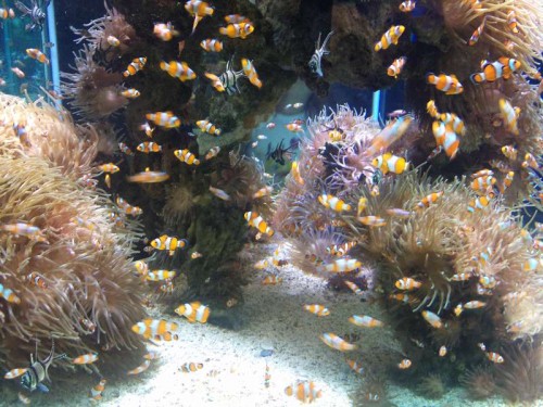 Deres anemone/klovnfisk + kauderni opdræt!