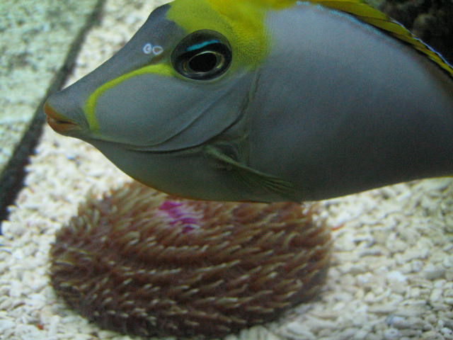 naso