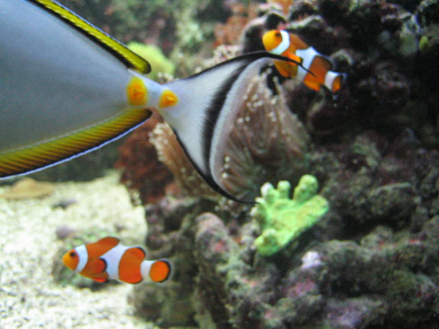 pas på halen nemo;-)