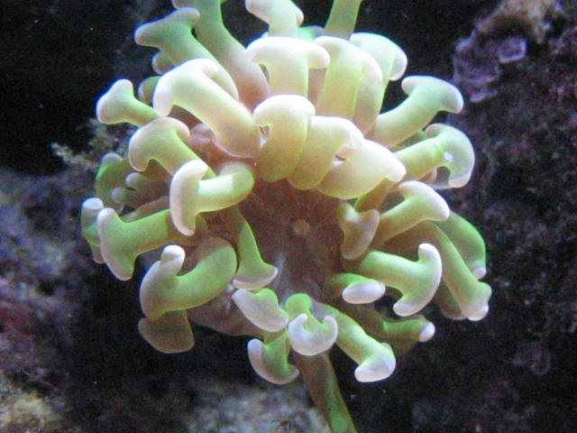 Hammerkoral