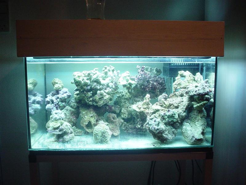 Mit akvarie en uge efter opstart
