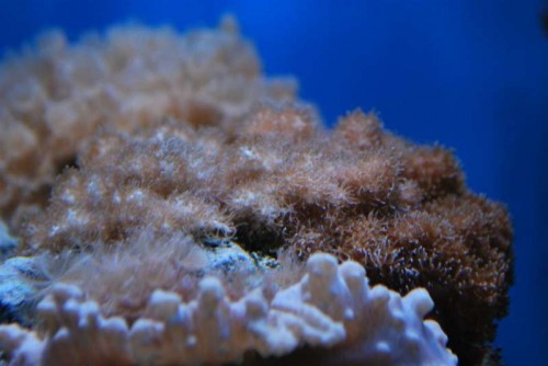 DSC_0244.JPG