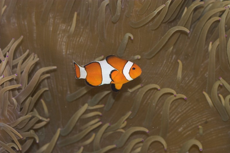 Amphiprion ocellaris