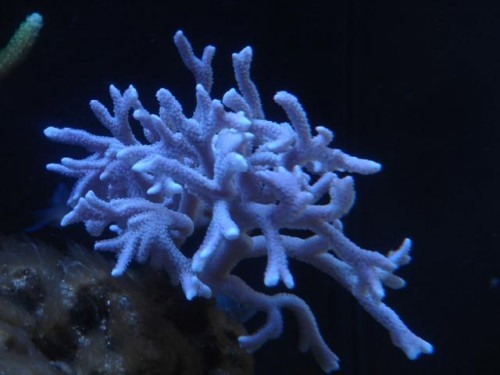 M. digitata vægst.JPG (39.28 KiB) Vist 1915 gange 25/7-2011