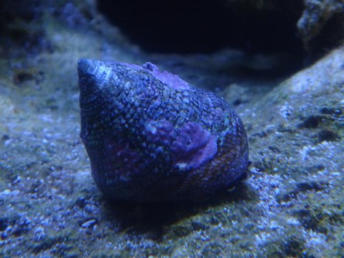 Turbo snegl.JPG