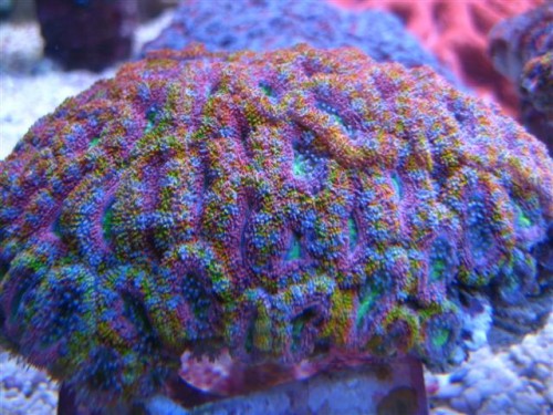 Rainbow1.jpg