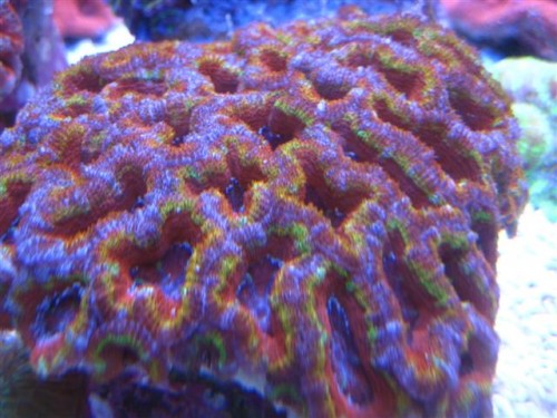 Rainbow2.jpg