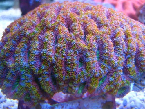 rainbow4.jpg