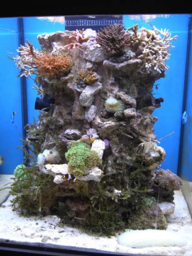 akv d. 27. juli 2011 012.JPG