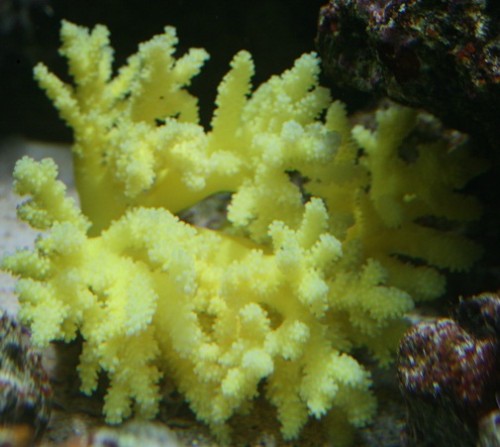 hvad er det.jpg (85.22 KiB) Vist 1295 gange hvad er det for en