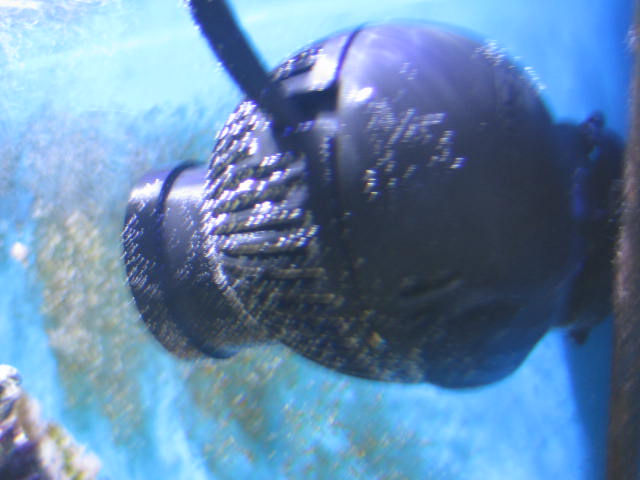 IMG_4445.JPG