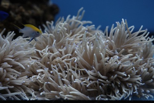 800px-Klovnfisken-2009-1-100.jpg