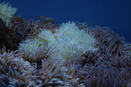 800px-Klovnfisken-2009-1-106.jpg