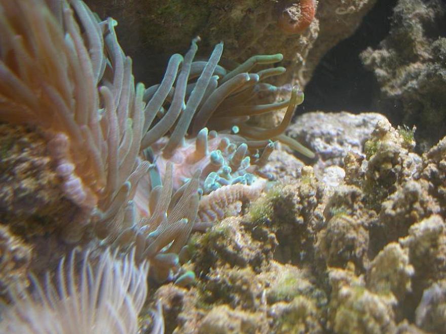 Anemone1.JPG