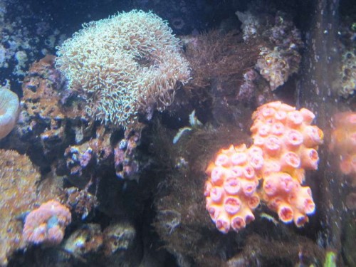 Solkoral