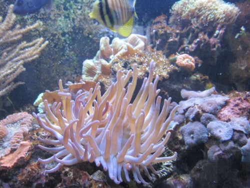 Anemone