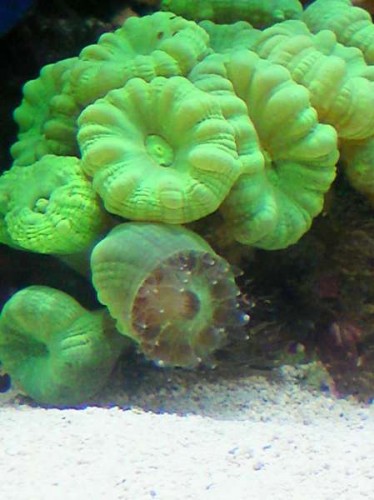 Sulten Caulastrea