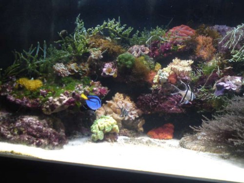 Akvariet efter 7 uger med vand