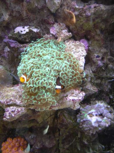 akv 9. aug 2011 001.JPG