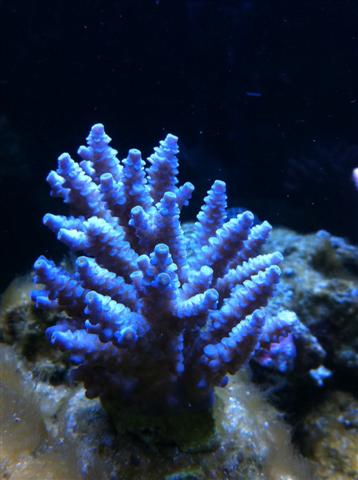 A. prostata.JPG
