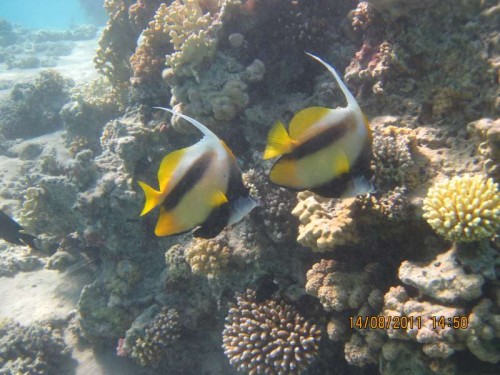 Moorish Idol par ;)