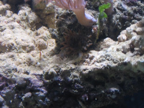 lille anemone.JPG