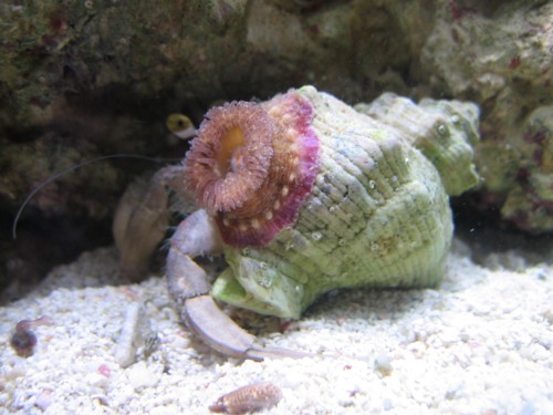 eremit anemone.JPG