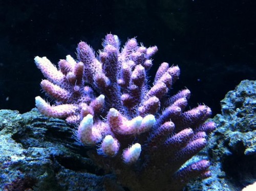 A. millepora..JPG