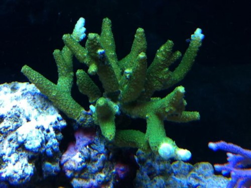A. Staghorn..JPG