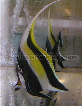 moorish idol....Zanclus comutus.jpg