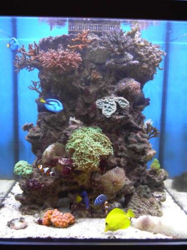 akvarie 4. september 2011 018.JPG