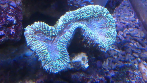 Lobophyllia.jpg