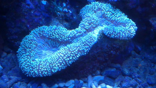 Lobophyllia2.jpg
