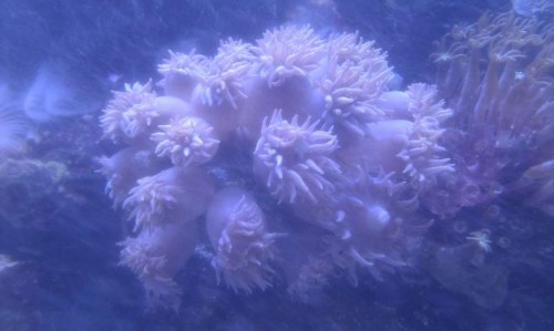 Duncanopsammia