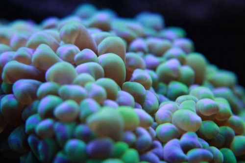 Euphyllia paraancora