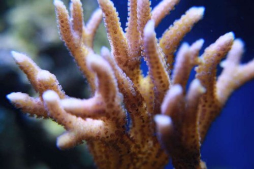 Seriatopora
